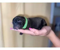 8 beautiful Frenchton puppies - 7