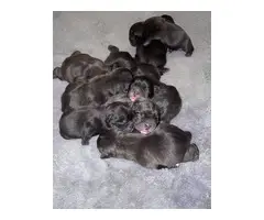 8 beautiful Frenchton puppies - 9