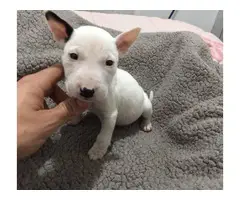 Mini bull terrier puppy - 3