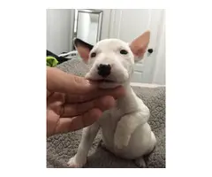 Mini bull terrier puppy - 6