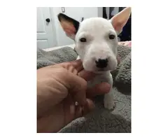 Mini bull terrier puppy - 7