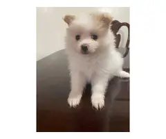 Cream female Pomeranian puppy looking for a new home