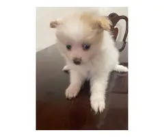 Cream female Pomeranian puppy looking for a new home - 3