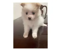 Cream female Pomeranian puppy looking for a new home - 7