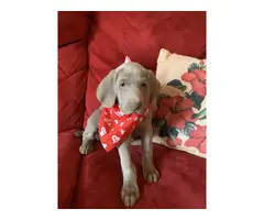 AKC Registered Weimaraner Puppies from Lakeway Weimaraners of East Tennessee - 1