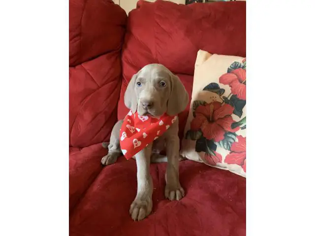 AKC Registered Weimaraner Puppies from Lakeway Weimaraners of East Tennessee - 2/5