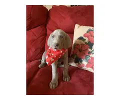 AKC Registered Weimaraner Puppies from Lakeway Weimaraners of East Tennessee - 2