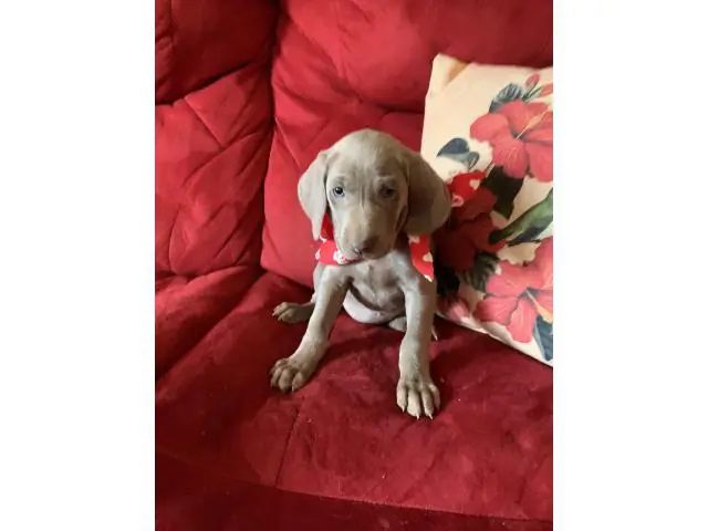 AKC Registered Weimaraner Puppies from Lakeway Weimaraners of East Tennessee - 3/5