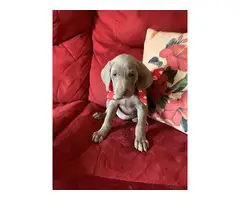 AKC Registered Weimaraner Puppies from Lakeway Weimaraners of East Tennessee - 3