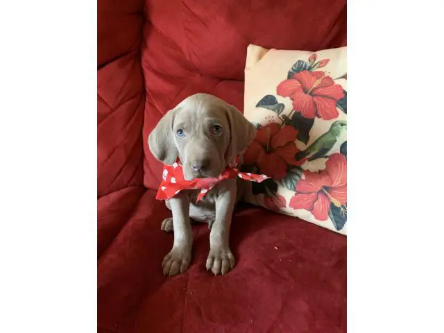 AKC Registered Weimaraner Puppies from Lakeway Weimaraners of East Tennessee - 4/5
