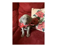 AKC Registered Weimaraner Puppies from Lakeway Weimaraners of East Tennessee - 4
