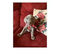 AKC Registered Weimaraner Puppies from Lakeway Weimaraners of East Tennessee - 5