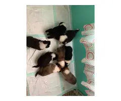 8 Rough Collie puppies available - 4
