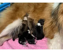 8 Rough Collie puppies available - 5
