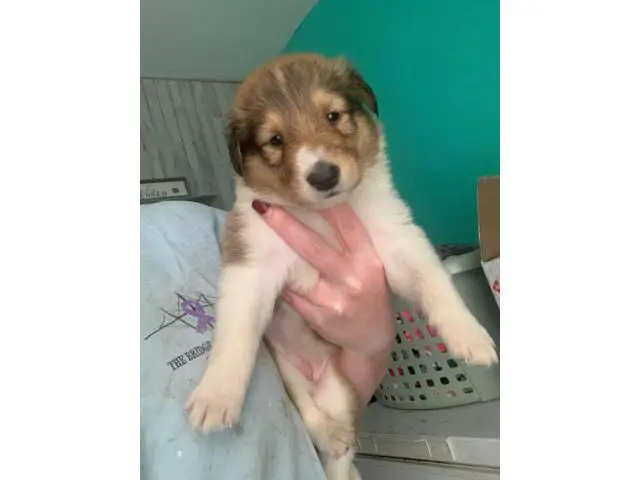 8 Rough Collie puppies available - 7/8
