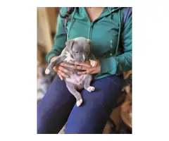Pitbull blue nose puppies - 1