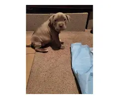 Pitbull blue nose puppies - 3