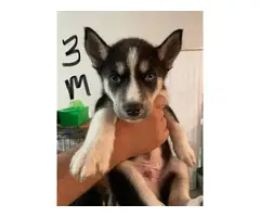 3 male and 1 female Husky puppies - 2