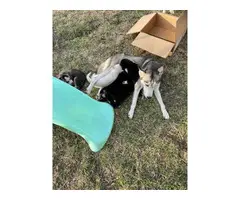 3 male and 1 female Husky puppies - 7