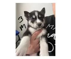 3 male and 1 female Husky puppies - 12