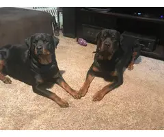 Rottweiler puppies looking for a forever home - 3