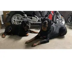 Rottweiler puppies looking for a forever home - 5