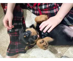 Rottweiler puppies looking for a forever home - 6