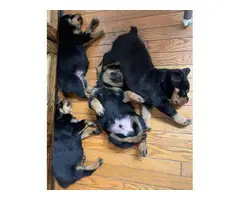 Rottweiler puppies looking for a forever home - 7