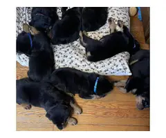 Rottweiler puppies looking for a forever home - 9
