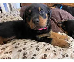 Rottweiler puppies looking for a forever home - 10