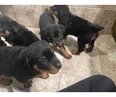 Rottweiler puppies looking for a forever home - 12