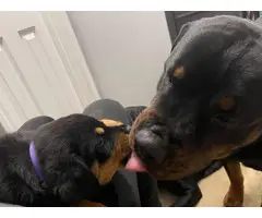 Rottweiler puppies looking for a forever home - 13