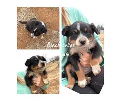 Texas heeler puppies for sale - 4