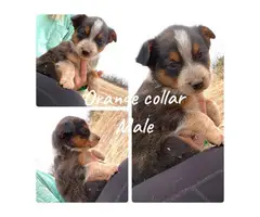 Texas heeler puppies for sale - 5