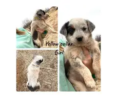 Texas heeler puppies for sale - 7