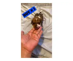Adorable Tiny Dachshund Puppies for Sale - 5