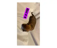Adorable Tiny Dachshund Puppies for Sale - 6