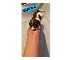 Adorable Tiny Dachshund Puppies for Sale - 9