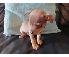 3 Chihuahua Minpin puppies needing a new home - 1