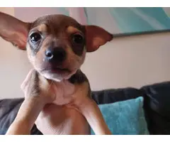3 Chihuahua Minpin puppies needing a new home - 4