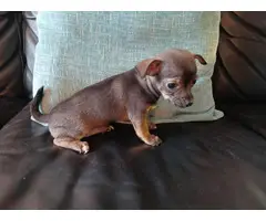 3 Chihuahua Minpin puppies needing a new home - 6