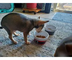 3 Chihuahua Minpin puppies needing a new home - 7
