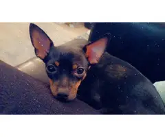 3 Chihuahua Minpin puppies needing a new home - 8