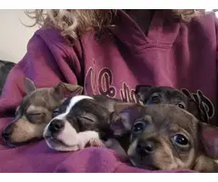 3 Chihuahua Minpin puppies needing a new home - 9
