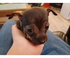 3 Chihuahua Minpin puppies needing a new home - 10