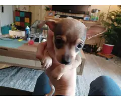 3 Chihuahua Minpin puppies needing a new home - 12