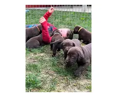 AKC Chocolate Lab puppies for sale - 1