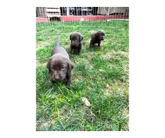 AKC Chocolate Lab puppies for sale - 3