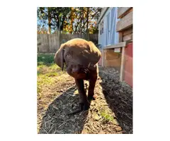 AKC Chocolate Lab puppies for sale - 4