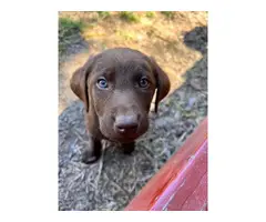 AKC Chocolate Lab puppies for sale - 5